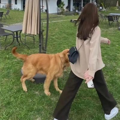 痴情儿女